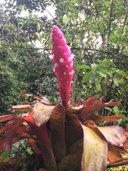 Guzmania remyi