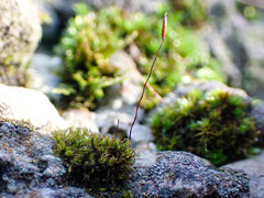 Didymodon rigidulus