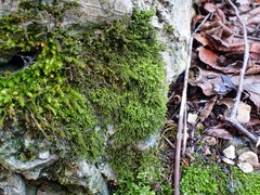 Anomodon longifolius