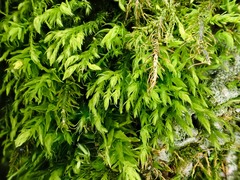 Anomodon longifolius