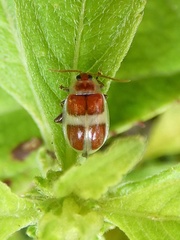 Asphaera discicollis