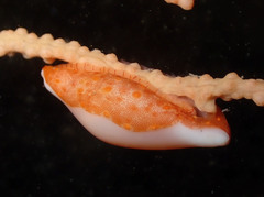 Simnia spelta