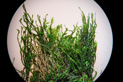 Anomodon longifolius