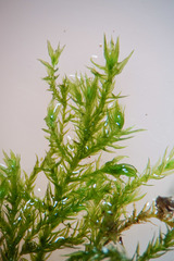 Anomodon longifolius