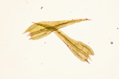 Anomodon longifolius