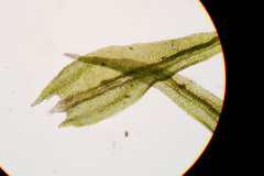 Anomodon longifolius