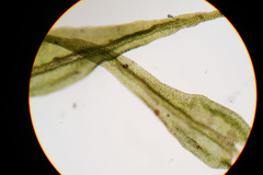 Anomodon longifolius