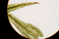 Anomodon longifolius