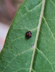 Tenuisvalvae deyrrollei