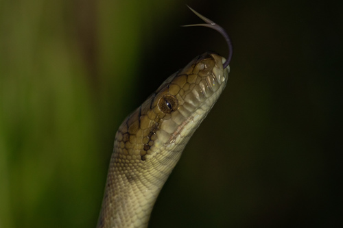 Australian Scrub Python sighting