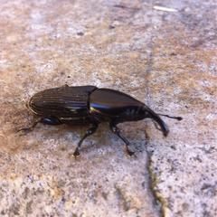 Cactophagus crenatus