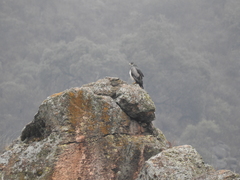 Geranoaetus melanoleucus australis