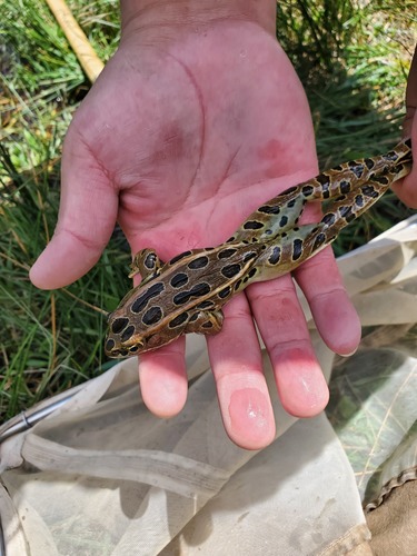 Northern Leopard Frog photographed in Nevada