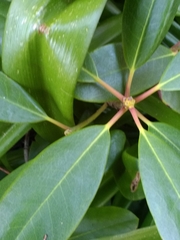 Rhododendron macrophyllum