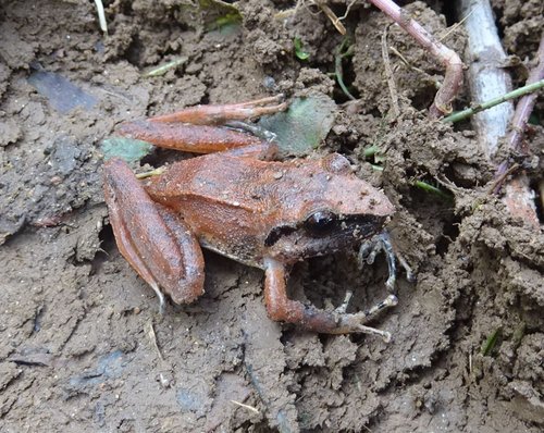 Cachabi Robber Frog, Pristimantis achatinus