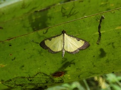 Goniorhynchus hampsoni