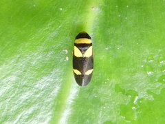 Zuata obrienorum