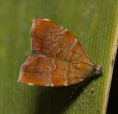 Choreutis achyrodes
