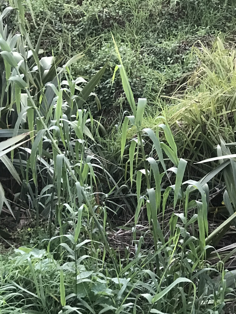 Large Ree Identification giant reed from New Plymouth, NZ-TK, NZ on May 8, 2018 at 07:13 AM by ...
