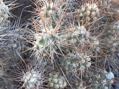 Cumulopuntia leucophaea