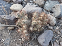 Cumulopuntia leucophaea