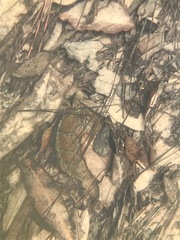 Sternotherus peltifer