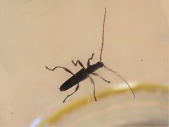 Coptocercus aberrans