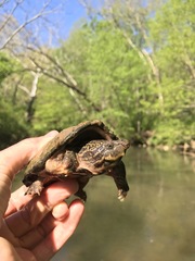 Sternotherus peltifer