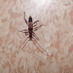 Coptocercus aberrans