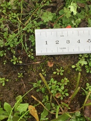 Cotylidia undulata