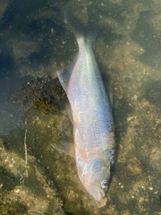 Oligosarcus jenynsii