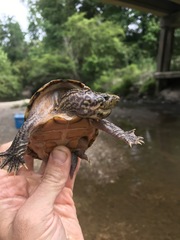 Sternotherus peltifer