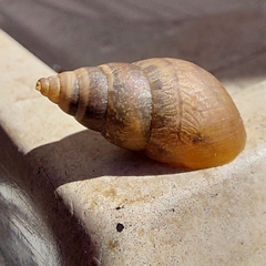 Bulimulus tenuissimus