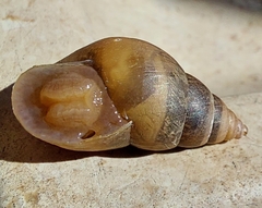 Bulimulus tenuissimus