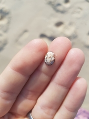 Patelloida latistrigata