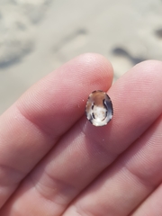 Patelloida latistrigata