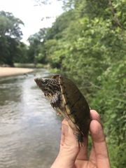 Sternotherus peltifer