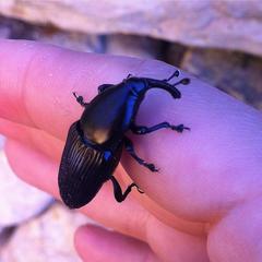 Cactophagus crenatus
