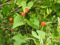 Ipomoea rubriflora