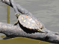 Graptemys flavimaculata