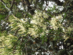 Tripodanthus flagellaris