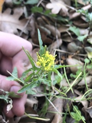 Sisymbrium irio