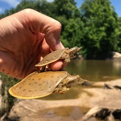 Apalone spinifera aspera