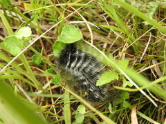 Podalia nigricostata