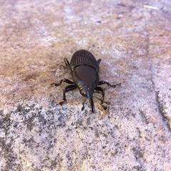 Cactophagus crenatus