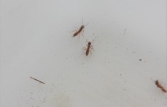 Formicidae