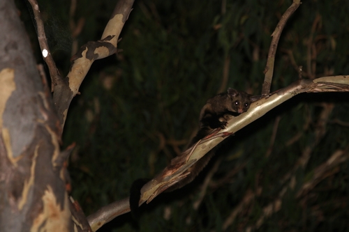 Yellow-bellied Glider