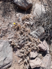 Cumulopuntia leucophaea