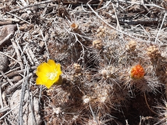 Cumulopuntia leucophaea