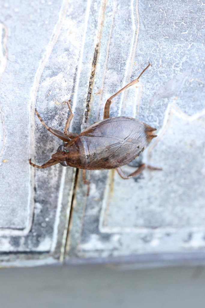 Belostoma elegans